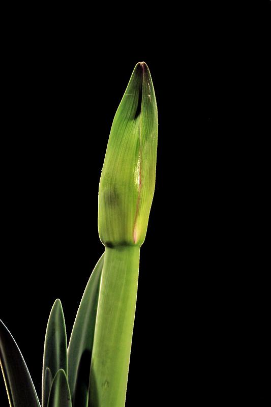 Knospe der Amaryllis vor schwarzem Hintergrund.jpg - Knospe der Amaryllis vor schwarzem Hintergrund